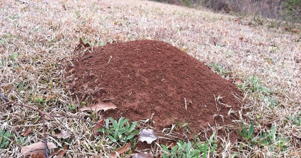 fire ant mounds in yard
