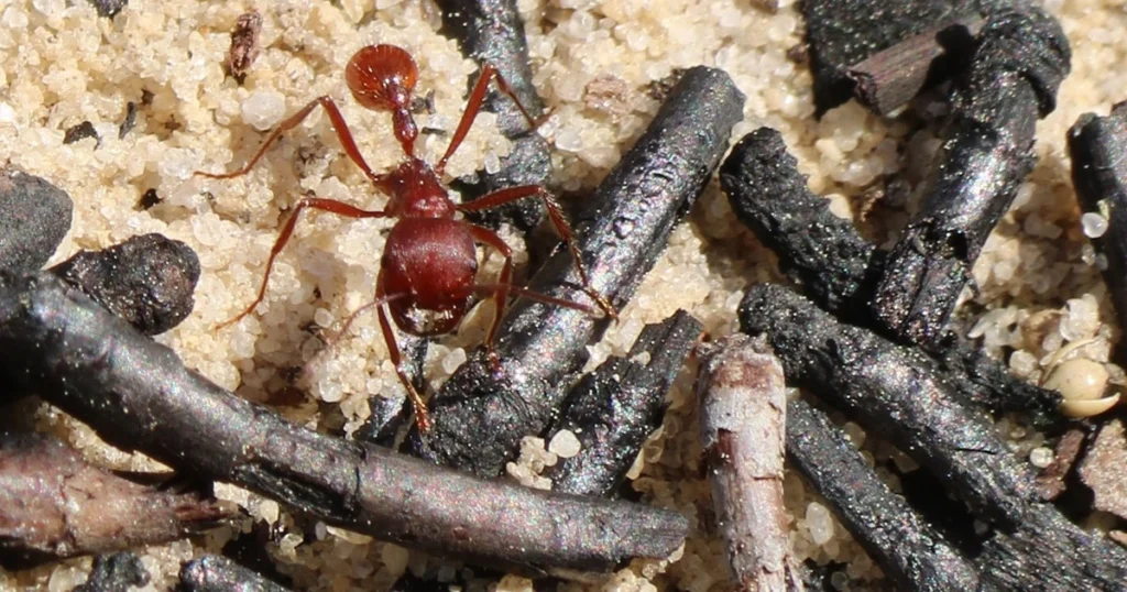 fire ant treatment for yard
