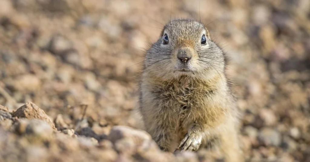 how to get rid of ground squirrels in yard
