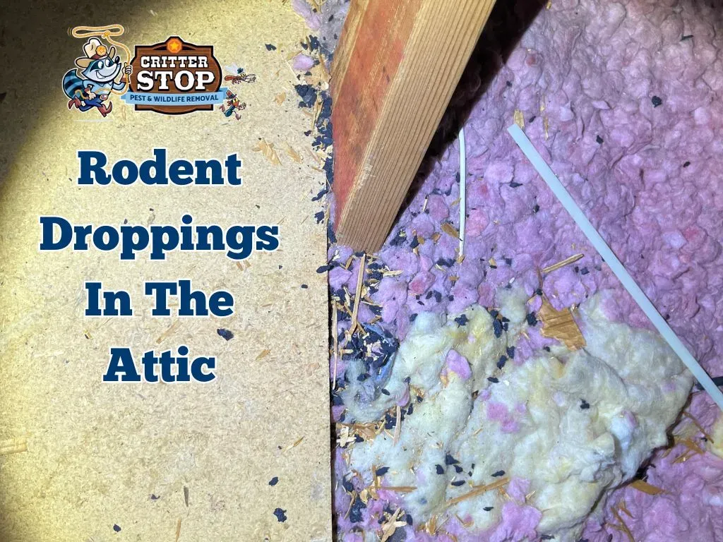 Rodent Poop Identification Pictures How to Identify Rodent Infestation with Mouse Poop Pictures