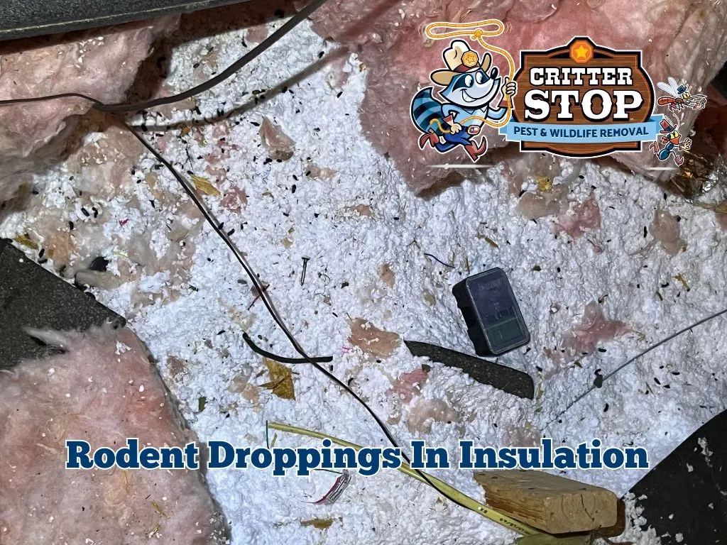 How to Identify Rodent Infestation with Mouse Poop Pictures How to Identify Rodent Infestation with Mouse Poop Pictures