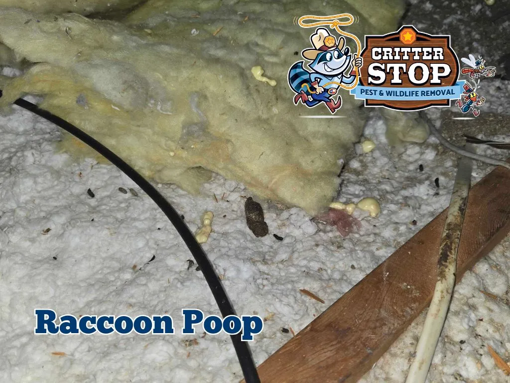 Animal Droppings Identification Pictures: A Visual Guide Animal poop identification: Raccoon