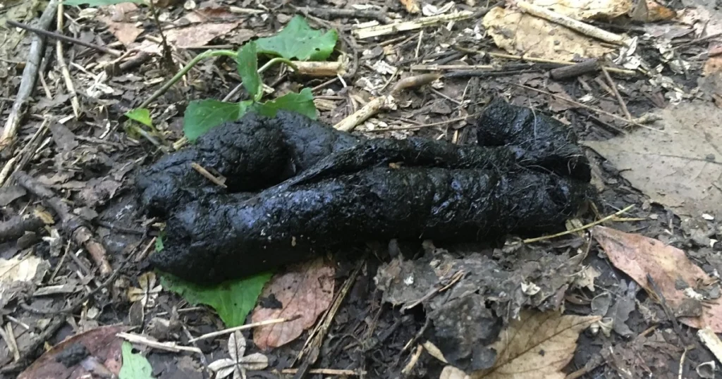 raccoon poop vs possum poop
