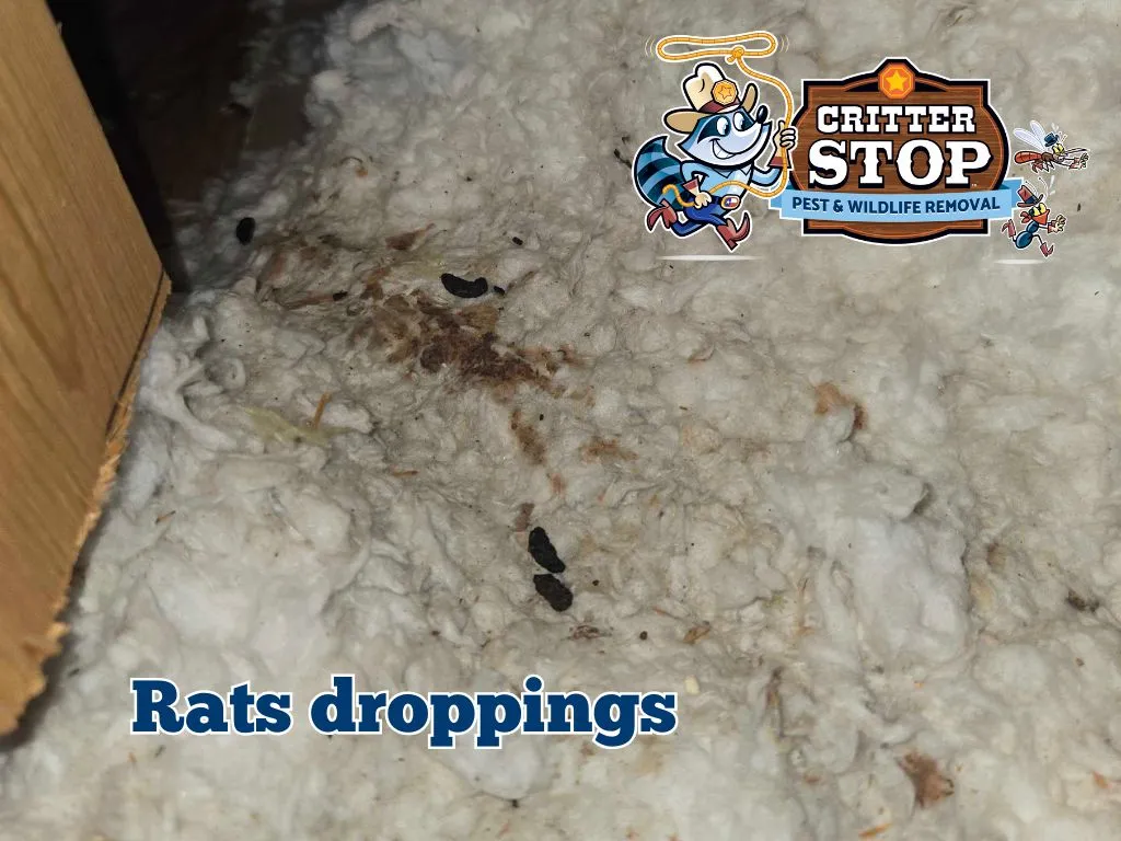 Animal Droppings Identification Pictures: A Visual Guide Animal  poop indentification: Rats