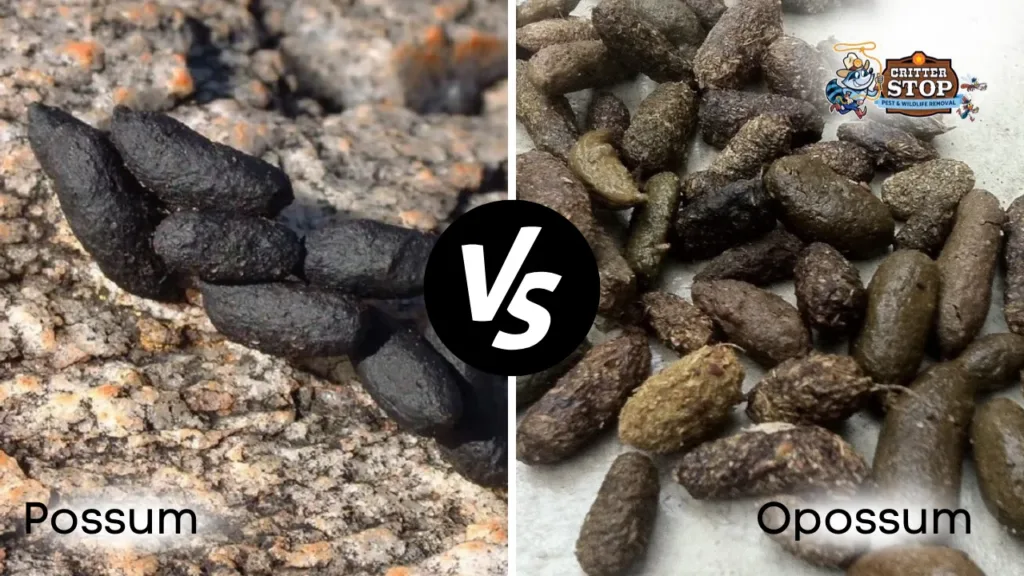 Comprehensive Guide to Possum Poop Images and Identification Comprehensive Guide to Possum Poop Images and Identification