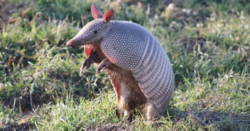 armadillo dangerous