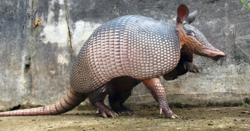 armadillo2