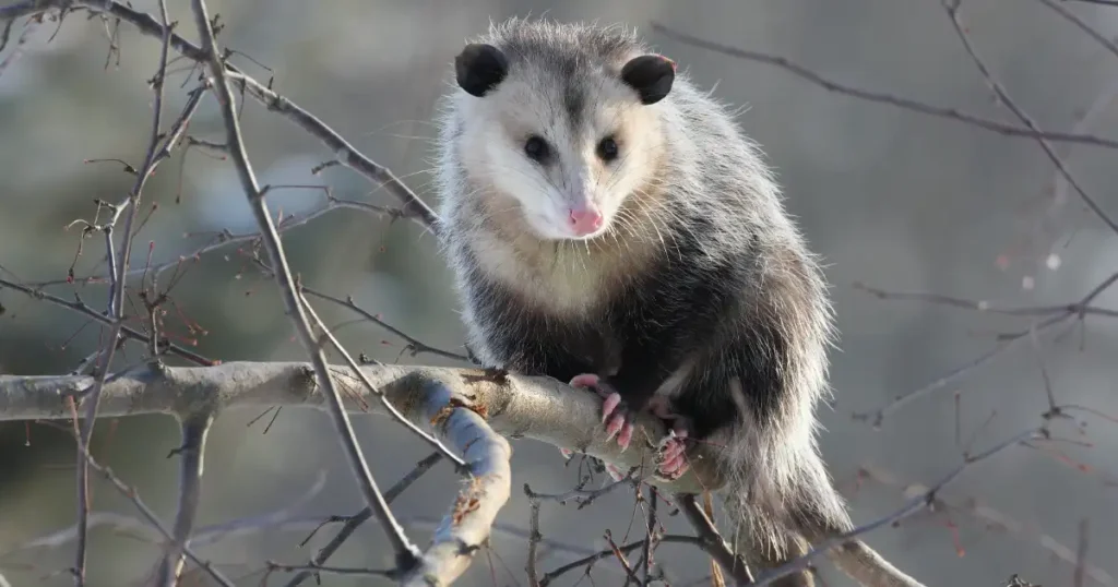 Where Do Opossum Sleep? A Comprehensive Guide | Critter Stop