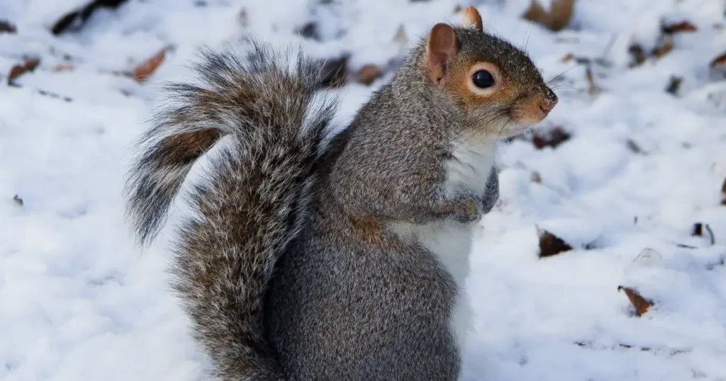 can squirrels freeze to death