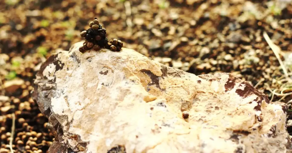 chipmunk vs mouse droppings