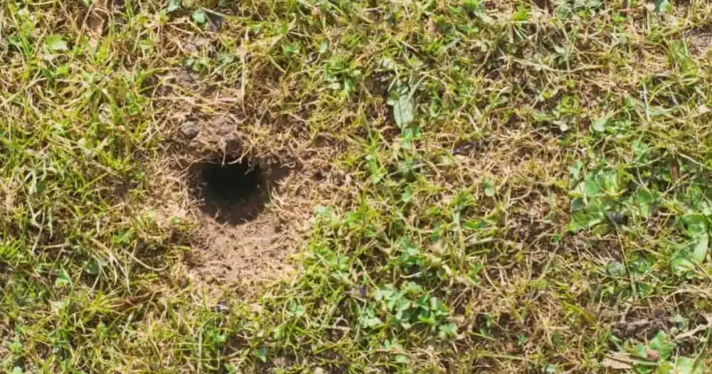 Do Mice Burrow in the Ground? Exploring Habits of Mice