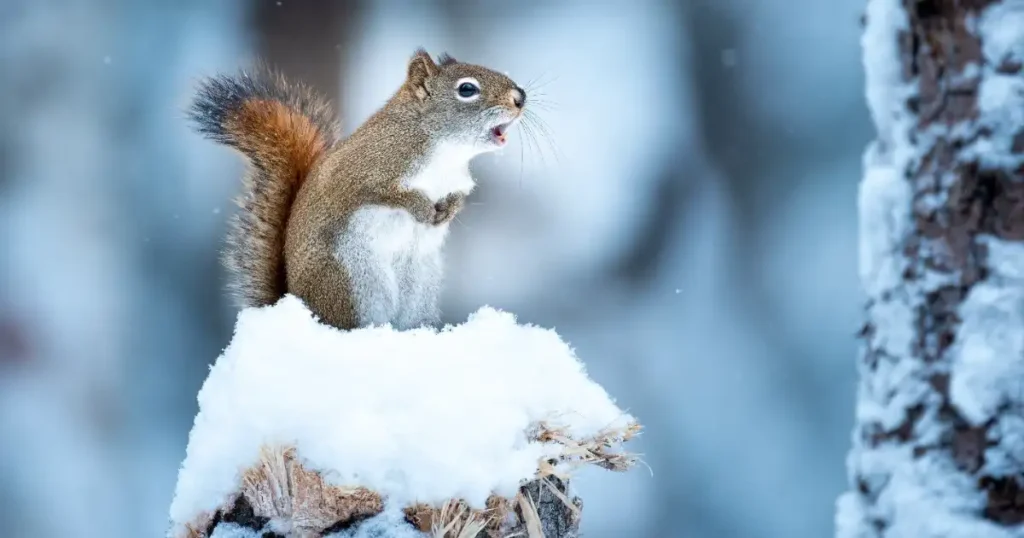 how cold is too cold for squirrels