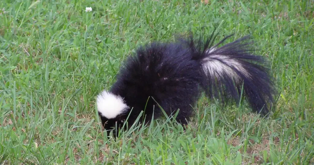 how to stop skunk from digging up lawn