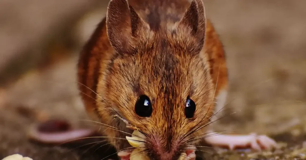 is chocolate poisonous to mice