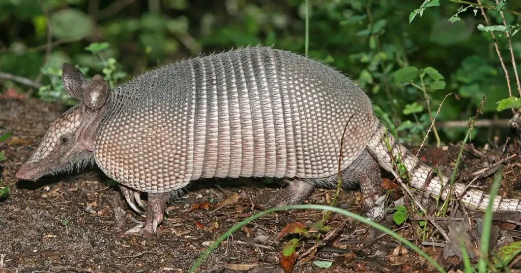 is it illegal to shoot an armadillo in texas