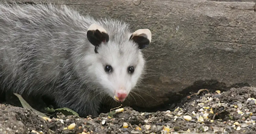 opossum attacks