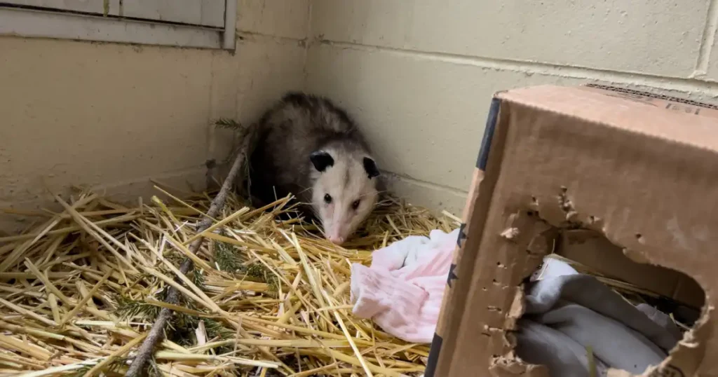 opossum eating