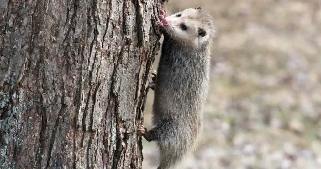 Where Do Opossum Sleep? A Comprehensive Guide | Critter Stop