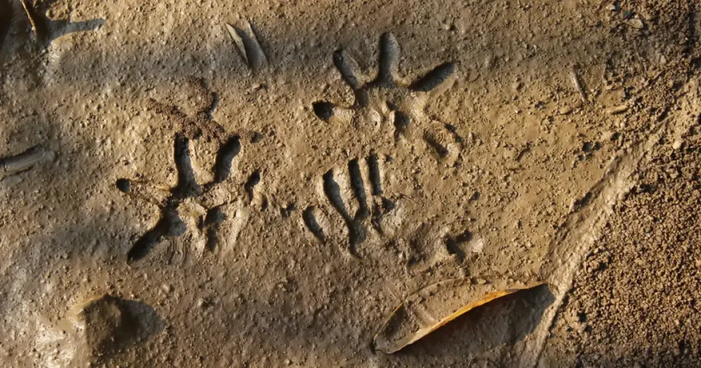 opossum tracks vs raccoon tracks