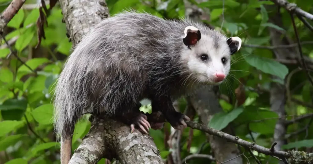 opossum1