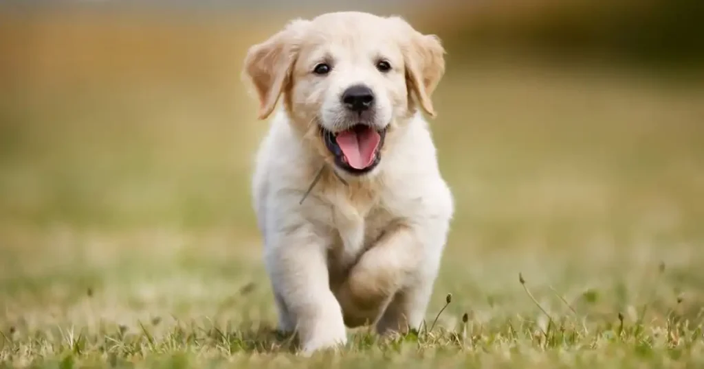 puppy's breath smells like skunk