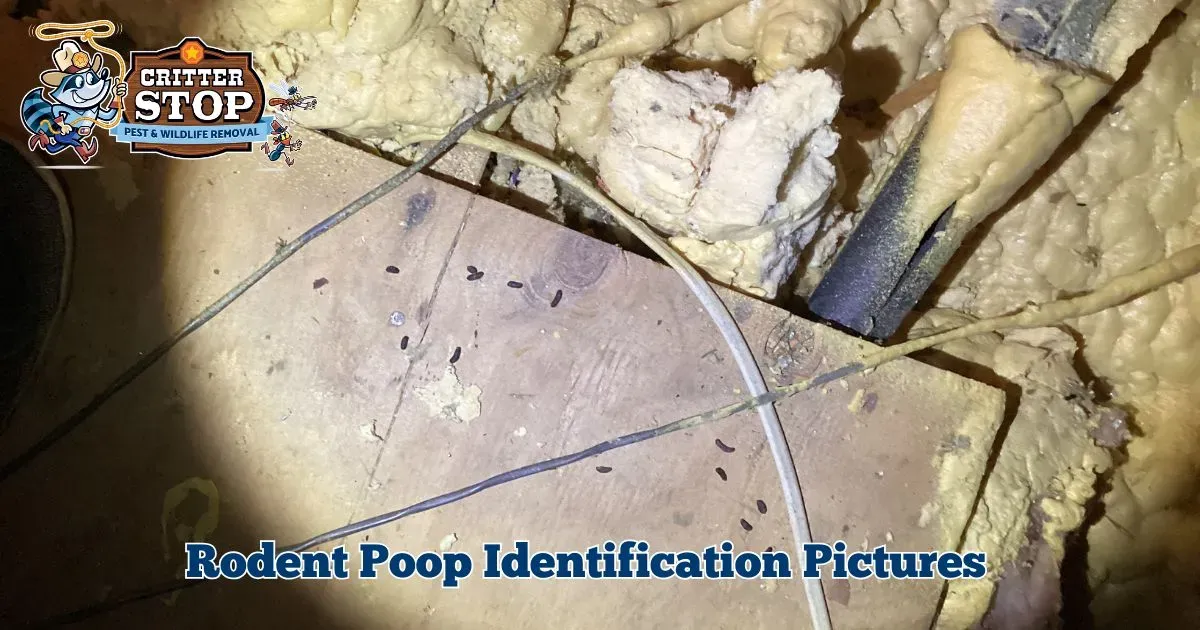 How to Identify Rodent Infestation with Mouse Poop Pictures