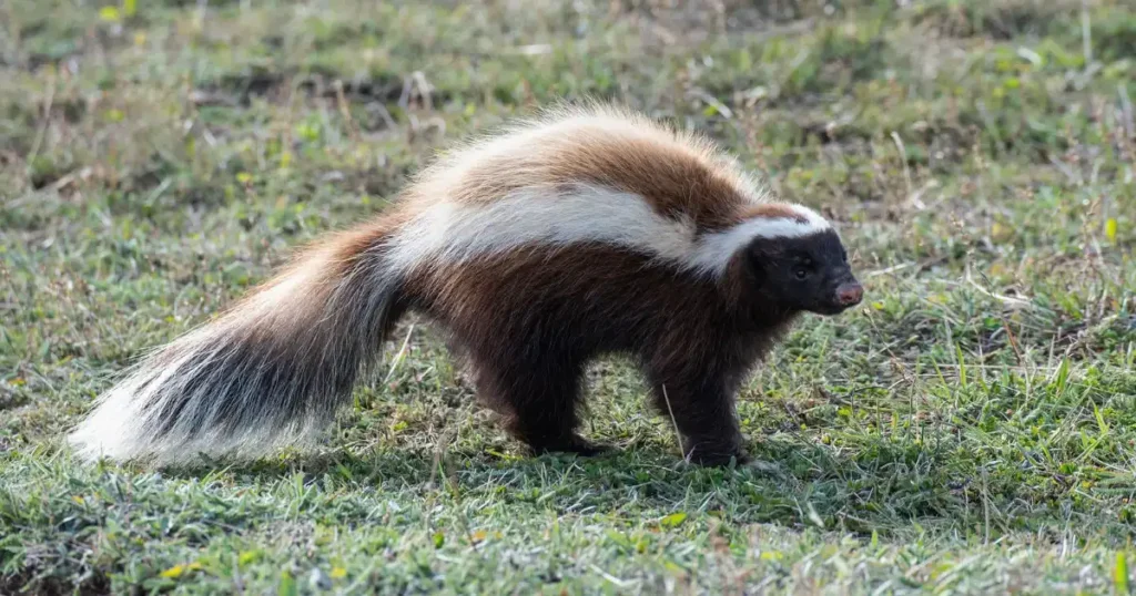 skunk off spray