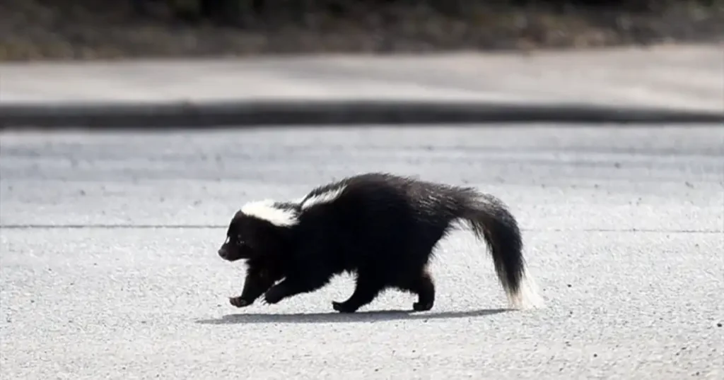 Skunk Rabies: Understanding the Threat and How to Protect Yourself