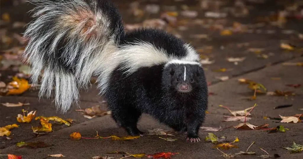 Understanding the Odor: What Smells Like Skunk but Isn't Skunk?