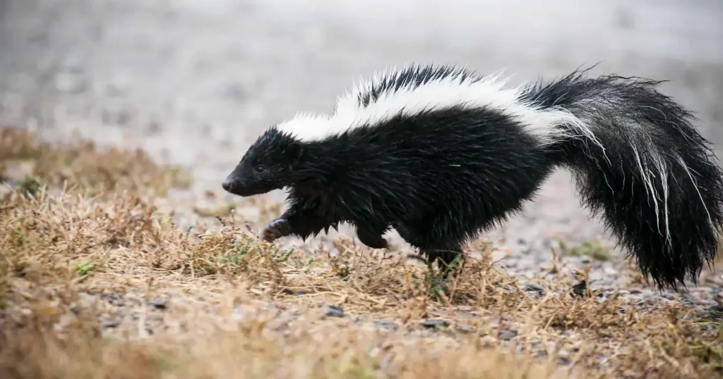 skunk3