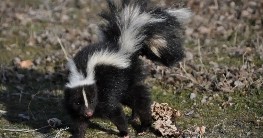 thornell skunk off