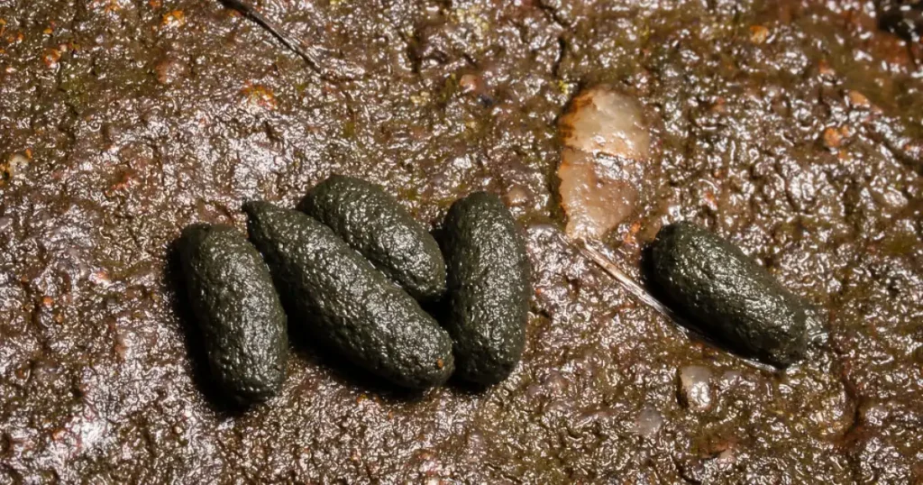 vole droppings vs mouse droppings