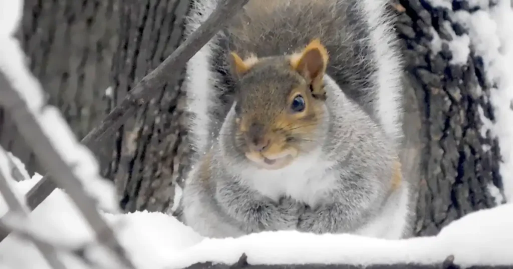 what temperature is too cold for squirrels