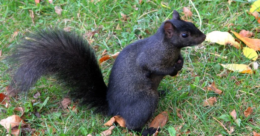 are black squirrels endangered
