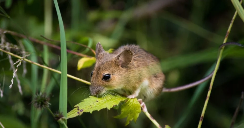 can mice climb metal
