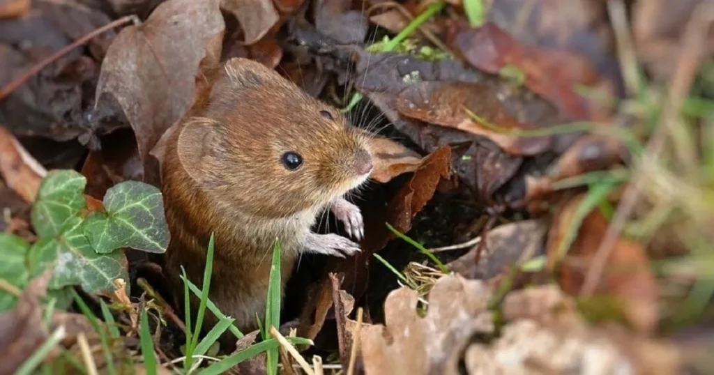 Mice Holes In Yard: Guide To Identification And Management