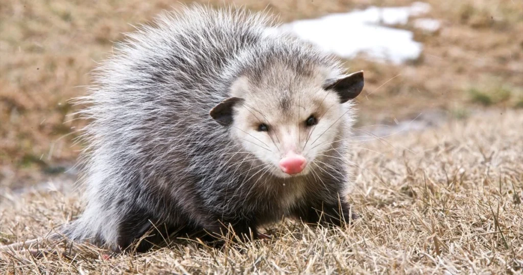 opossum scary
