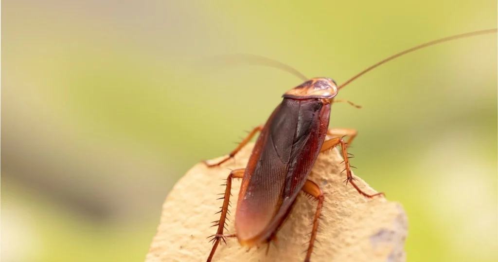 smoky brown cockroach nymph in house
smoky brown 