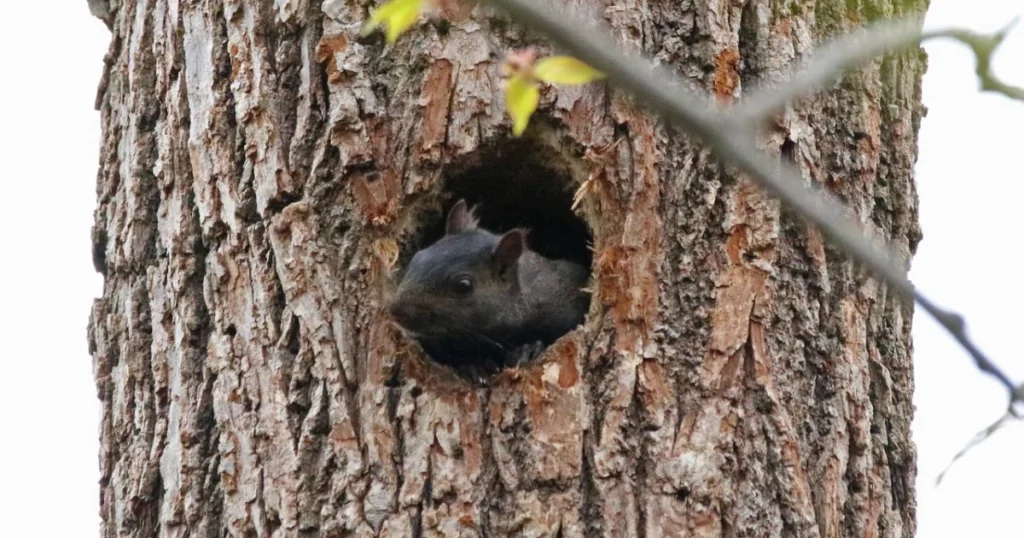 are black squirrels more aggressive