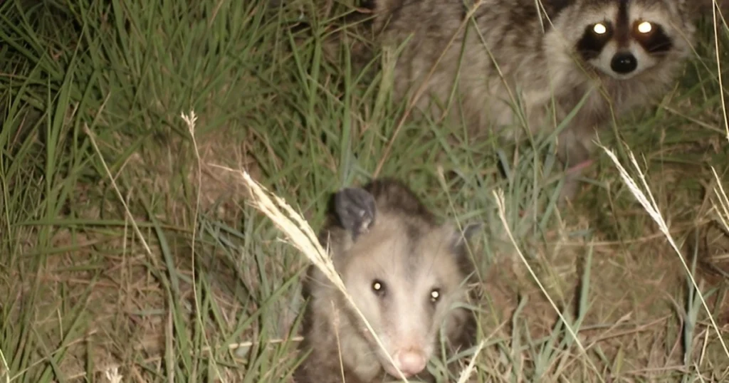 do raccoons kill possums
