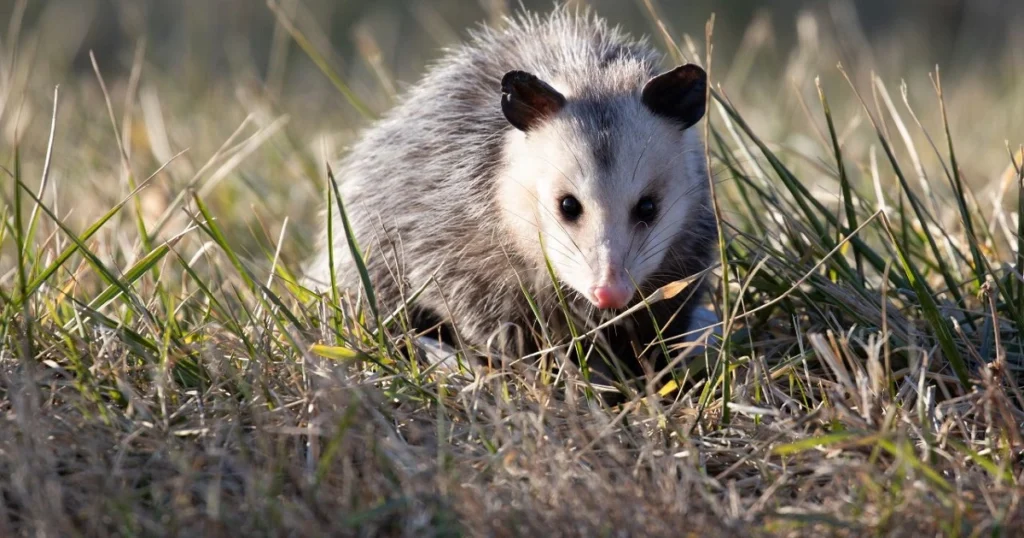 opossum smell