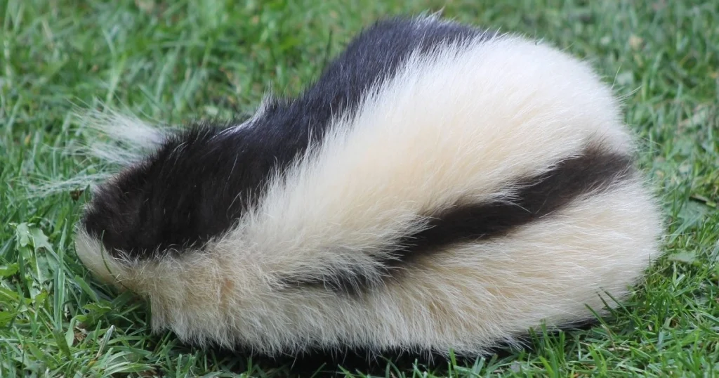 striped skunk gestation period
