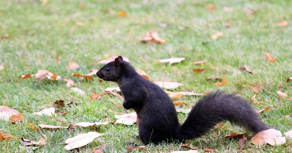 are black squirrels endangered
