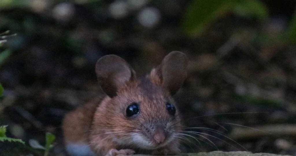 can mice climb vertically
