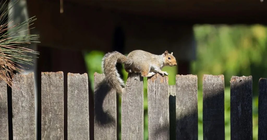 does irish spring repel squirrels
