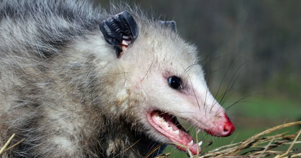 scared opossum
