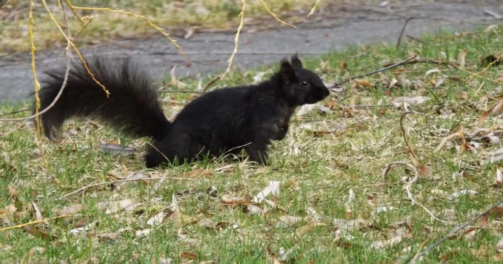 are black squirrels more aggressive
