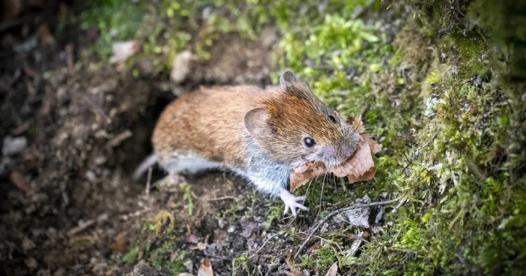 Mice Holes in Yard: Guide to Identification and Management