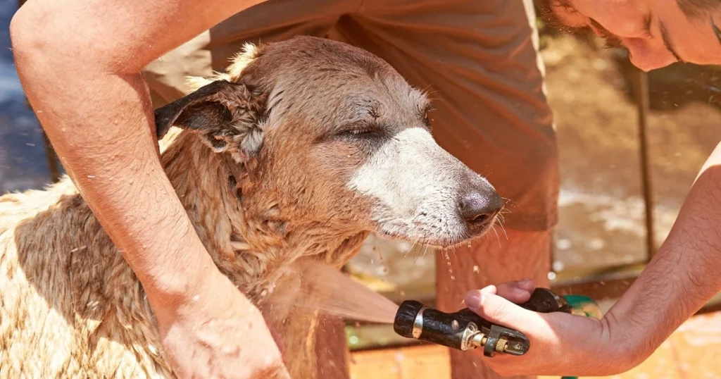 how to get rid of skunk spray on dog
