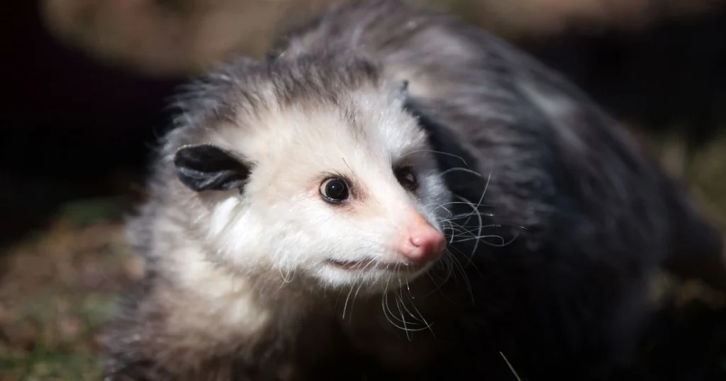 photos of opossum
